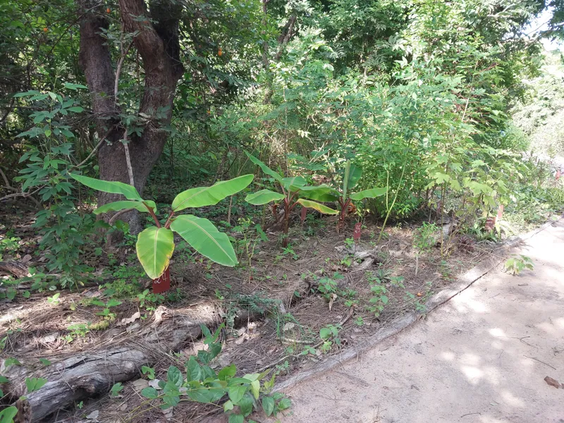 An example image