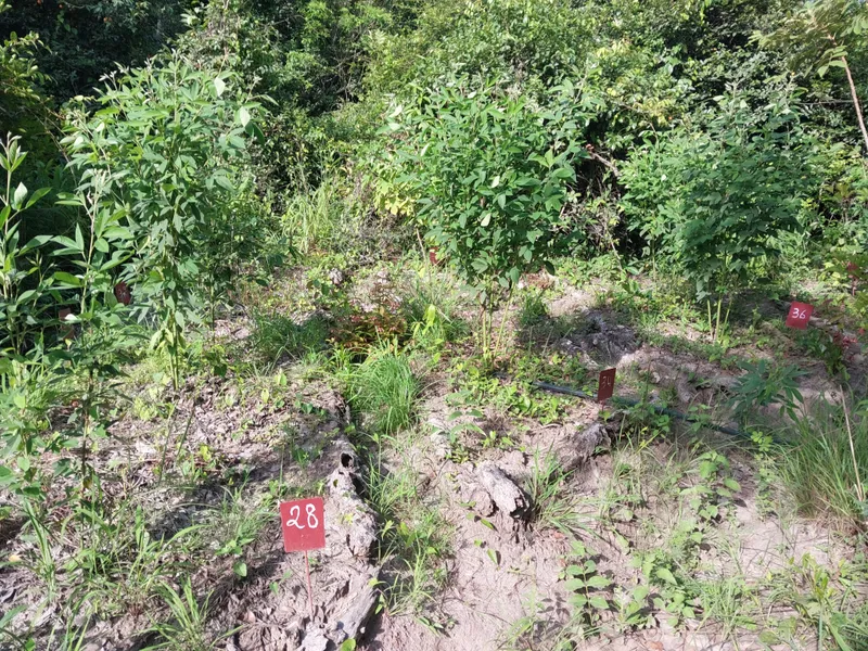 An example image